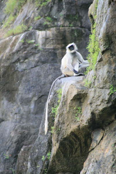 Ajanta Caves