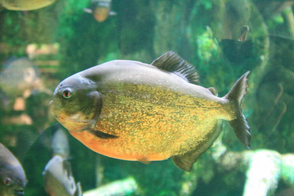 Bretignolles sur Mer