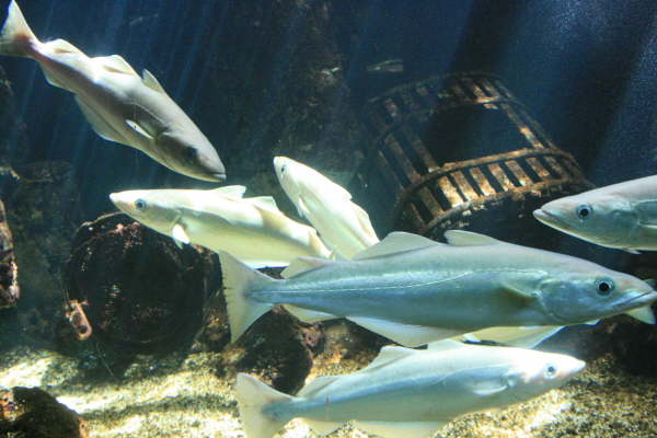 Bretignolles sur Mer